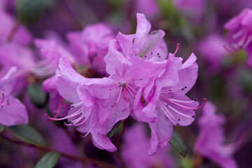 Rododendro lila №39809