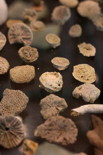 Antichi organismi fossilizzati №39414