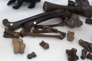 Fossil bones of animals №39354