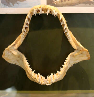 Mandíbula de tiburón antiguo №39395