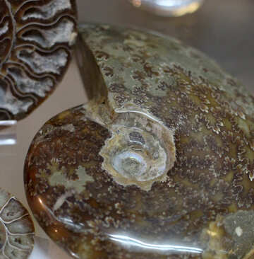Petrified mollusca №39386