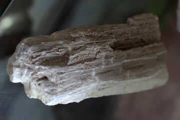 Versteinertes Holz №39363