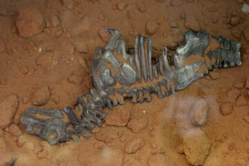 El esqueleto de animal prehistórico №39356