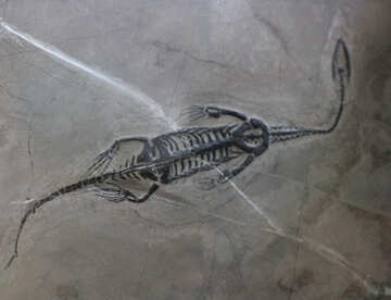 Esqueleto fosilizado №39358