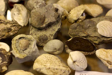 Ancient seashells №39413