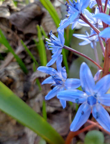 Primavera fiore blu №39133