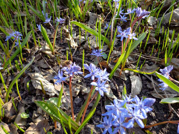 Spring flowers blue №39135