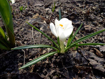 La primera flor de primavera №39138