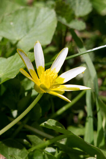 Flor de primavera blanco amarillo №39785