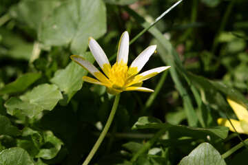 Flor amarillo-blanco №39786