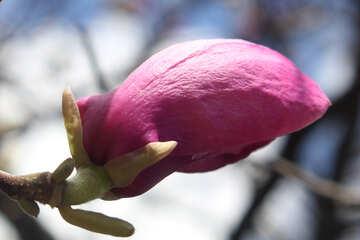 春のピンクの芽 №39733