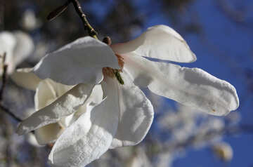 Primavera fiore bianco delicato №39694