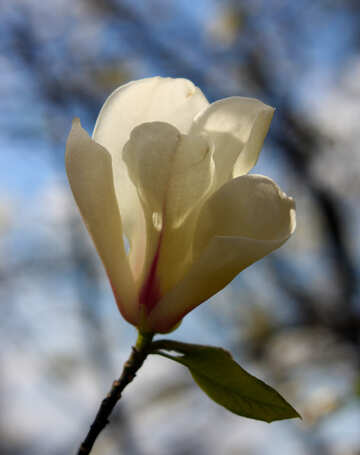Flor de primavera №39701