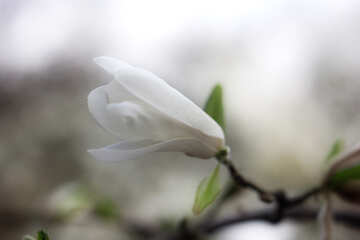 白い春の花 №39738