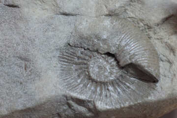 The imprint of the clam in stone №39388