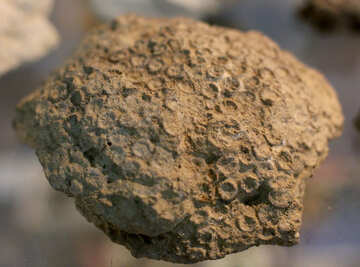 Vestígios de animais fossilizados na pedra №39417