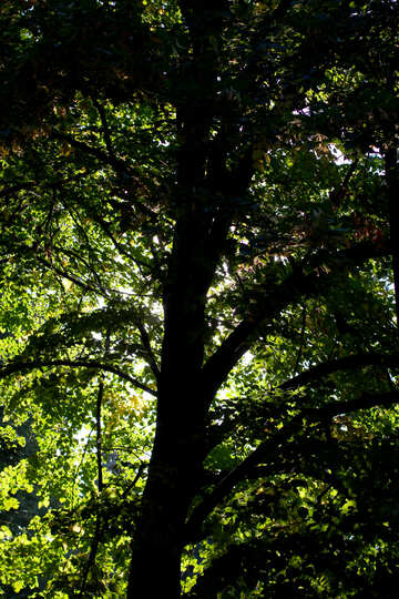 Sommer-Chill im Schatten der Bäume №39653