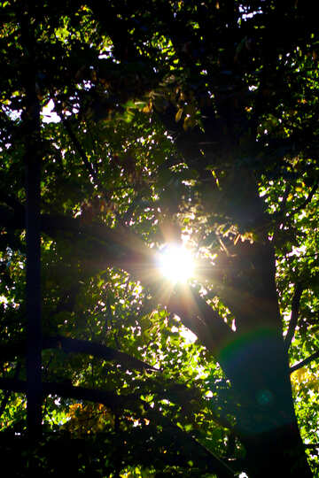 El sol través de los árboles №39650