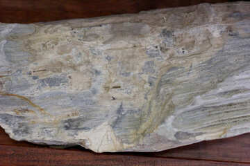 The texture of the petrified wood №39373