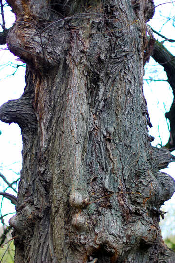 Gnarled tree trunk №39884