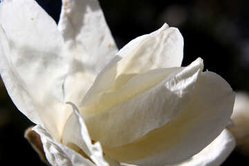 White flower №39688