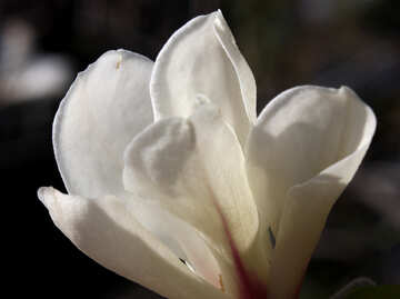 Grande fleur blanche №39703