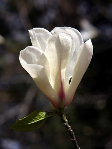 Eine große weiße duftende Blume №39702