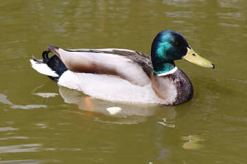 Wild duck №39669