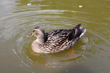 Wild duck №39685