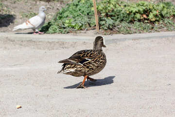 Wild duck in the City Park №39660