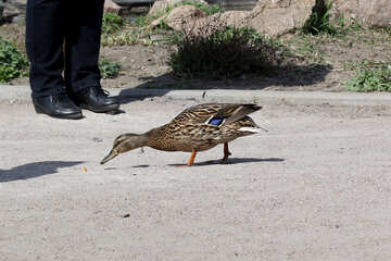 Wild duck near the feet of people №39659