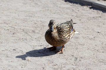 Wild duck on the shore №39848