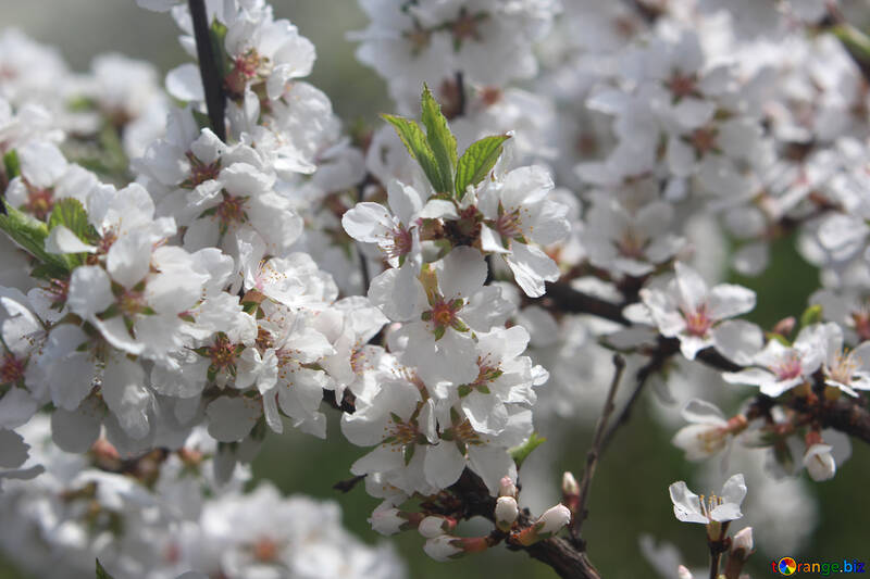 Blühender Apfelbaum №39777