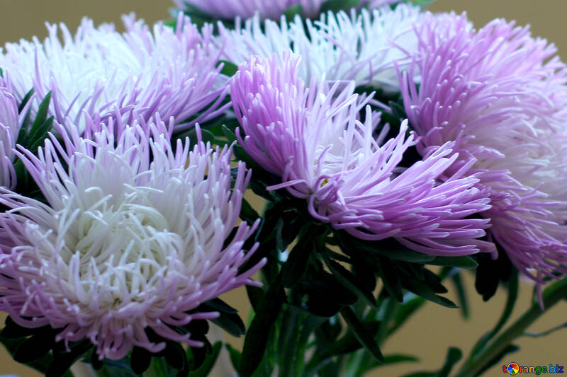 Asters d`automne №39590