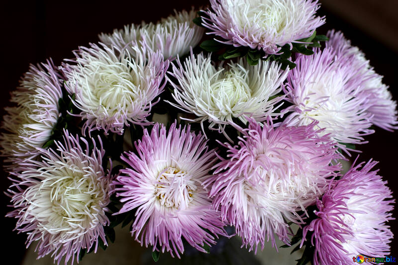 Fleurs automne Aster №39589