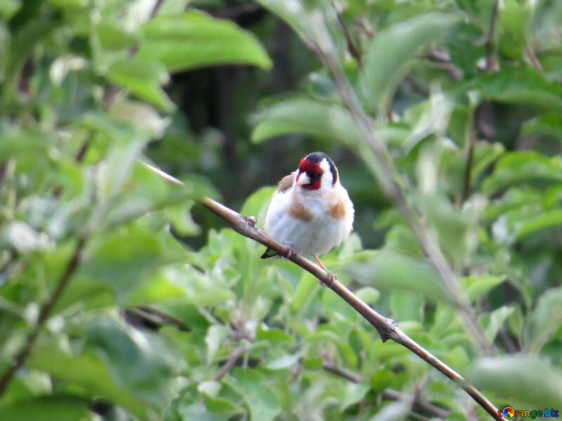 Bright bird goldfinch №39215
