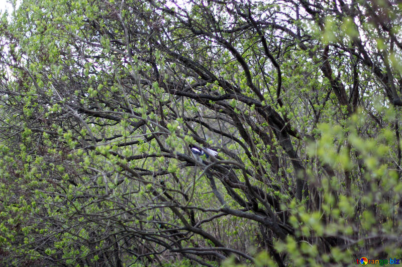 Uccello sull`albero della sorgente di rami №39893