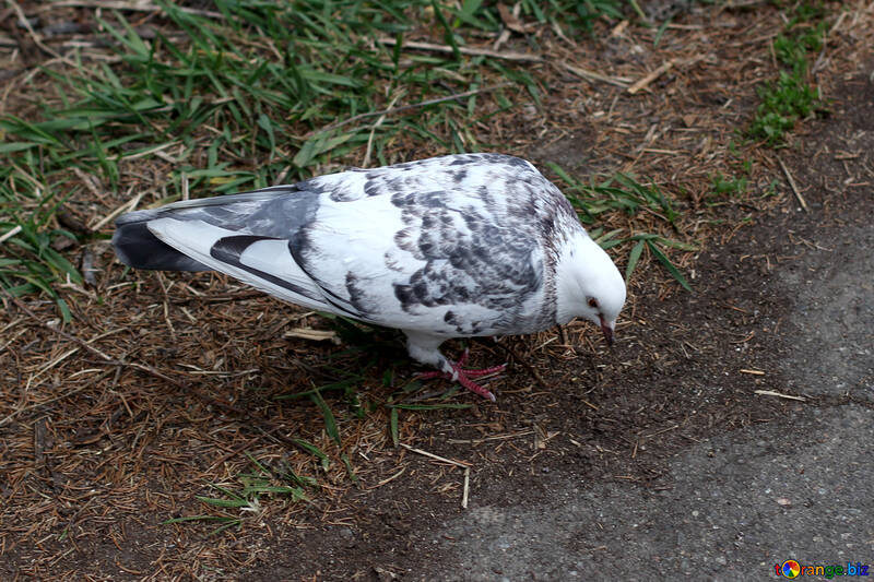 Сіро білий голуб №39882