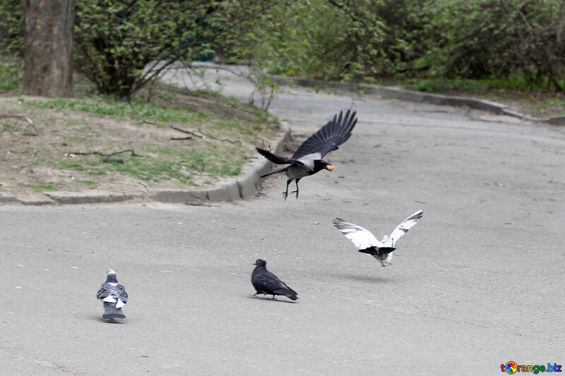Crow et pigeons №39918