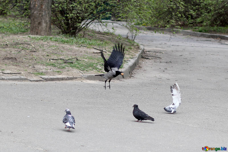 Raven attacking pigeons №39917