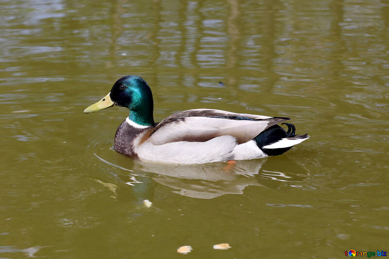 Duck Drake №39686