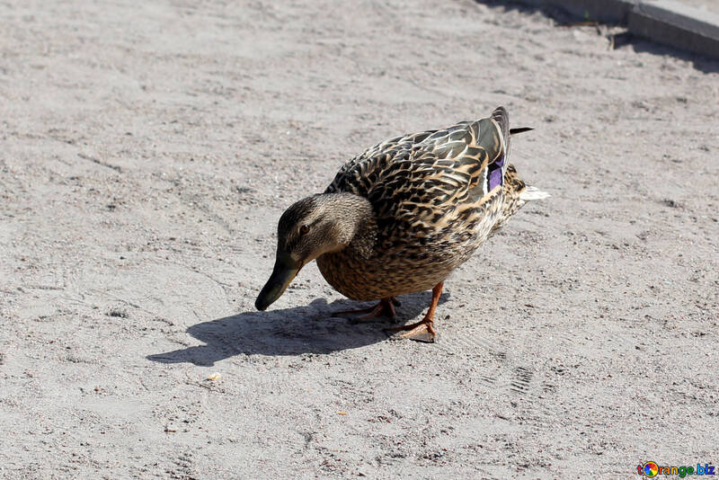 The duck looks for food №39655