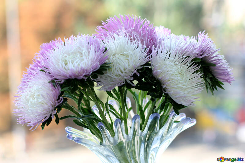 Bouquet of asters №39601