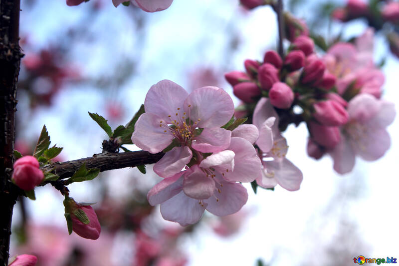 Branche florifère d`apple №39782