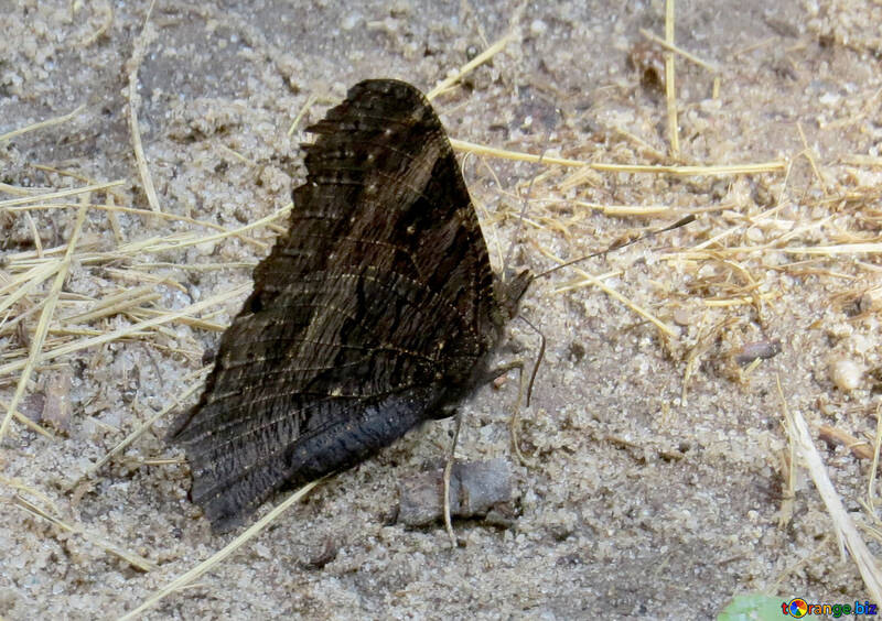 Un papillon dont les ailes repliées №39826