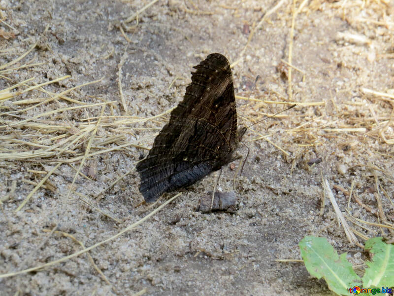 Butterfly se sienta en el suelo №39827