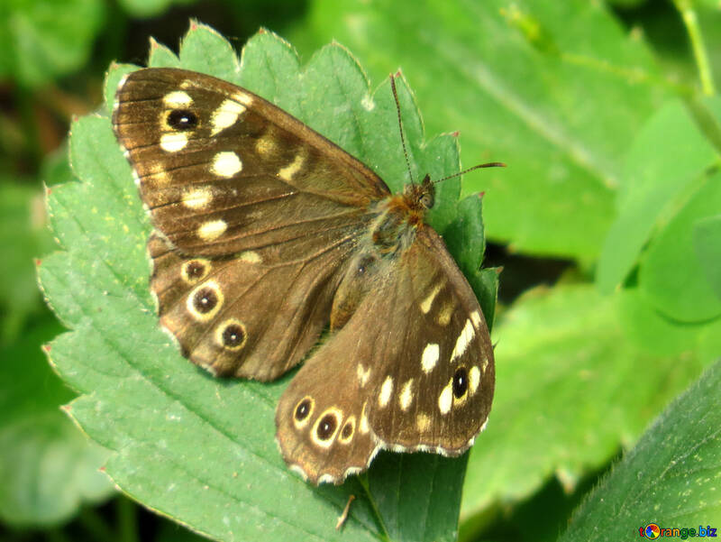 Butterfly №39821
