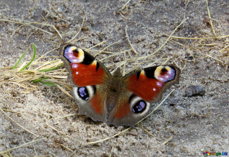 Schmetterling-Peacock №39825