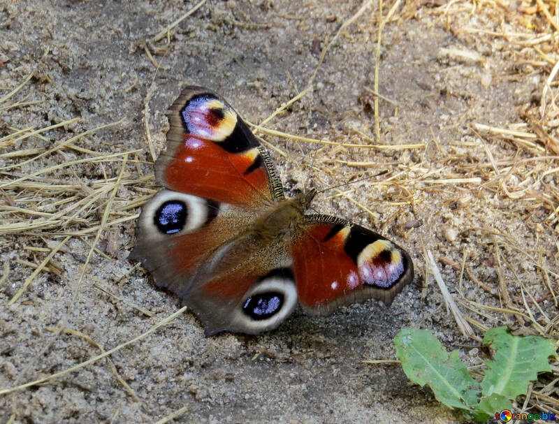 Like Peacock Butterfly №39577