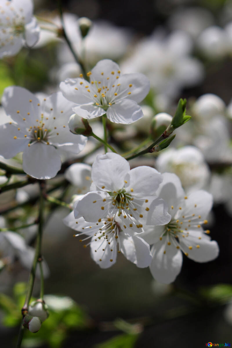 Cerejeiras em flor №39800